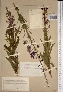 Chamaenerion angustifolium (L.) Scop., Siberia, Altai & Sayany Mountains (S2) (Russia)