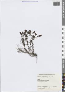 Veronica multifida L., Crimea (KRYM) (Russia)