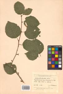 Sorbus alnifolia (Siebold & Zucc.) K. Koch, Siberia, Russian Far East (S6) (Russia)