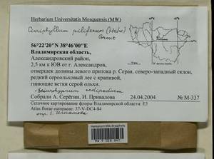 Cirriphyllum piliferum (Hedw.) Grout, Bryophytes, Bryophytes - Middle Russia (B6) (Russia)