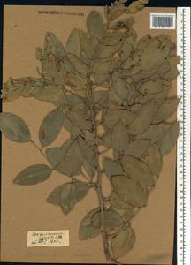 Pterocarpus santalinoides DC., Africa (AFR) (Mali)