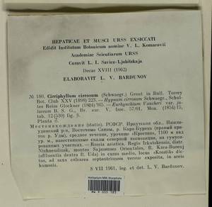 Brachythecium cirrosum (Schwägr.) Schimp., Bryophytes, Bryophytes - Baikal & Transbaikal regions (B18) (Russia)
