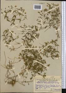 Stellaria karatavica Schischk., Middle Asia, Western Tian Shan & Karatau (M3) (Kazakhstan)