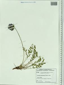 Oxytropis adamsiana (Trautv.) Jurtzev, Siberia, Central Siberia (S3) (Russia)