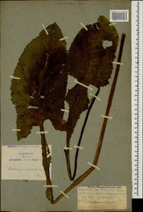 Lactuca macrophylla subsp. macrophylla, Caucasus, Armenia (K5) (Armenia)