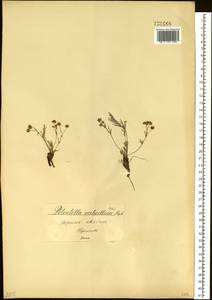 Potentilla verticillaris Stephan ex Willd., Siberia, Baikal & Transbaikal region (S4) (Russia)