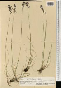 Poa sibirica Roshev., Mongolia (MONG) (Mongolia)