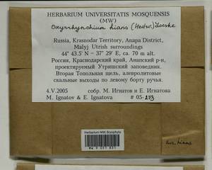 Oxyrrhynchium hians (Hedw.) Loeske, Bryophytes, Bryophytes - North Caucasus & Ciscaucasia (B12) (Russia)