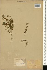 Geranium pusillum L., Caucasus, Krasnodar Krai & Adygea (K1a) (Russia)