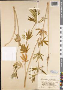 Cannabis sativa var. ruderalis (Janisch.) S. Z. Liou, Eastern Europe, Lower Volga region (E9) (Russia)
