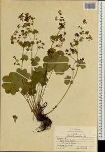 Alchemilla sarmatica Juz., Eastern Europe, Estonia (E2c) (Estonia)