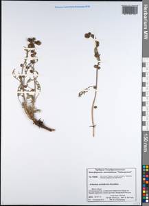 Artemisia arctisibirica Korobkov, Siberia, Central Siberia (S3) (Russia)