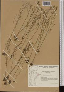 Arabidopsis thaliana (L.) Heynh., Western Europe (EUR) (Denmark)