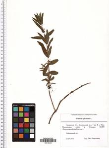 Gratiola officinalis L., Eastern Europe, Middle Volga region (E8) (Russia)