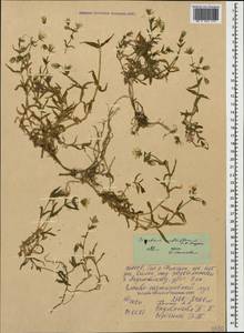 Cerastium multiflorum C. A. Mey., Caucasus, North Ossetia, Ingushetia & Chechnya (K1c) (Russia)