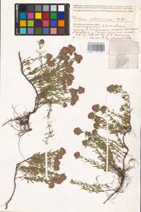 MHA 0 157 281, Thymus pallasianus Heinr.Braun, Eastern Europe, Lower Volga region (E9) (Russia)