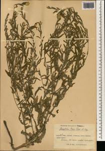 Centaurea, South Asia, South Asia (Asia outside ex-Soviet states and Mongolia) (ASIA) (China)