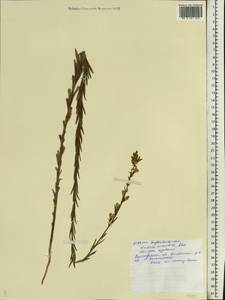 Linaria macroura (M. Bieb.) M. Bieb., Eastern Europe, Lower Volga region (E9) (Russia)