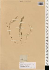 Eragrostis amabilis (L.) Wight & Arn., South Asia, South Asia (Asia outside ex-Soviet states and Mongolia) (ASIA) (Philippines)