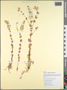Lepidium perfoliatum L., Caucasus, Krasnodar Krai & Adygea (K1a) (Russia)