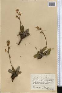 Goniolimon sewerzowii Herder, Middle Asia, Western Tian Shan & Karatau (M3) (Kyrgyzstan)