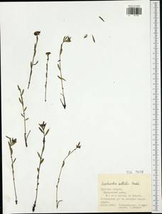 Euphorbia microcarpa (Prokh.) Krylov, Eastern Europe, Central region (E4) (Russia)