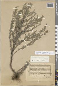 Artemisia taurica Willd., Eastern Europe, Lower Volga region (E9) (Russia)