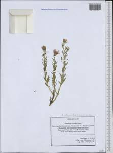Reaumuria alternifolia subsp. alternifolia, Caucasus, Dagestan (K2) (Russia)