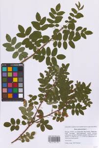 Rosa spinosissima L., Eastern Europe, Moscow region (E4a) (Russia)