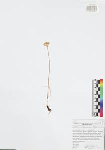 Allium flavescens Besser, Eastern Europe, Central region (E4) (Russia)