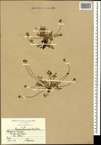 Chamaesciadium acaule (M. Bieb.) Boiss., Caucasus, Krasnodar Krai & Adygea (K1a) (Russia)