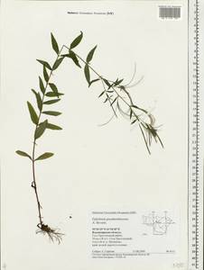 Epilobium pseudorubescens A. K. Skvortsov, Eastern Europe, Central region (E4) (Russia)