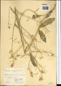 Brassica elongata subsp. integrifolia (Boiss.) Breistr., Middle Asia, Syr-Darian deserts & Kyzylkum (M7)