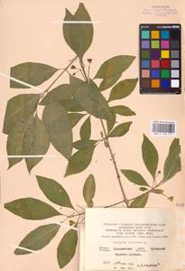 Euonymus europaeus L., Eastern Europe, North Ukrainian region (E11) (Ukraine)