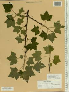 Ribes rubrum L., Eastern Europe, Northern region (E1) (Russia)