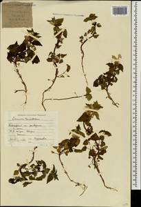 Lamium tomentosum Willd., Caucasus, Krasnodar Krai & Adygea (K1a) (Russia)