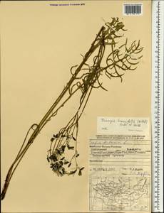 Crepidiastrum tenuifolium (Willd.) Sennikov, Mongolia (MONG) (Mongolia)