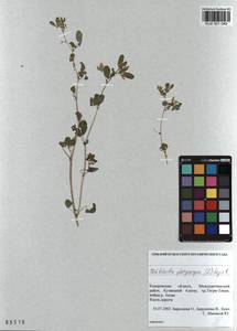 KUZ 001 045, Medicago platycarpos (L.) Trautv., Siberia, Altai & Sayany Mountains (S2) (Russia)