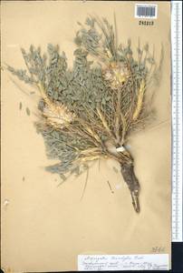 Astragalus lasiostylus F.G.L. Fischer, Middle Asia, Pamir & Pamiro-Alai (M2) (Uzbekistan)