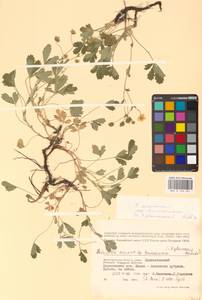 Potentilla cinerea subsp. incana (G. Gaertn., B. Mey. & Scherb.) Asch., Eastern Europe, Lower Volga region (E9) (Russia)