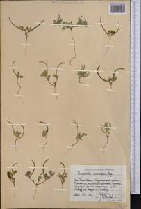 Trigonella geminiflora Bunge, Middle Asia, Western Tian Shan & Karatau (M3) (Uzbekistan)