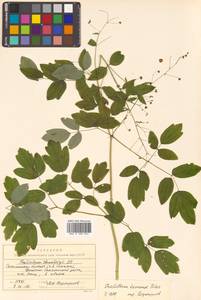 Thalictrum minus subsp. elatum (Jacq.) Stoj. & Stef., Siberia, Russian Far East (S6) (Russia)