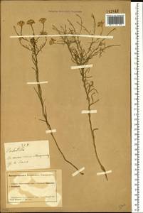 Galatella hauptii (Ledeb.) Lindl. ex DC., Siberia, Altai & Sayany Mountains (S2) (Russia)