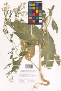 Lepidium latifolium L., Eastern Europe, Lower Volga region (E9) (Russia)