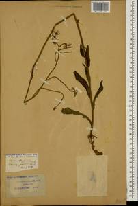 Crepis pulchra L., Caucasus, Krasnodar Krai & Adygea (K1a) (Russia)