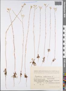 Sisymbrium altissimum L., Eastern Europe, Lower Volga region (E9) (Russia)