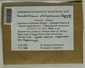 Homalothecium philippeanum (Spruce) Schimp., Bryophytes, Bryophytes - North Caucasus & Ciscaucasia (B12) (Russia)