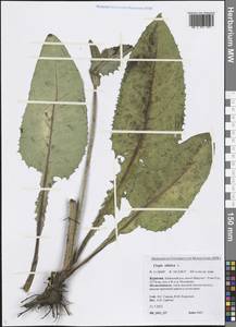 Crepis sibirica L., Siberia, Baikal & Transbaikal region (S4) (Russia)