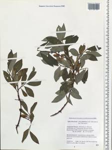 Salix divaricata Pall., Siberia, Russian Far East (S6) (Russia)