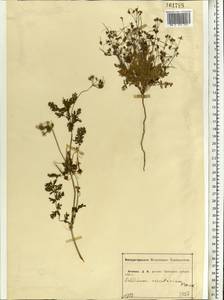 Erodium cicutarium, Eastern Europe, Central forest-and-steppe region (E6) (Russia)